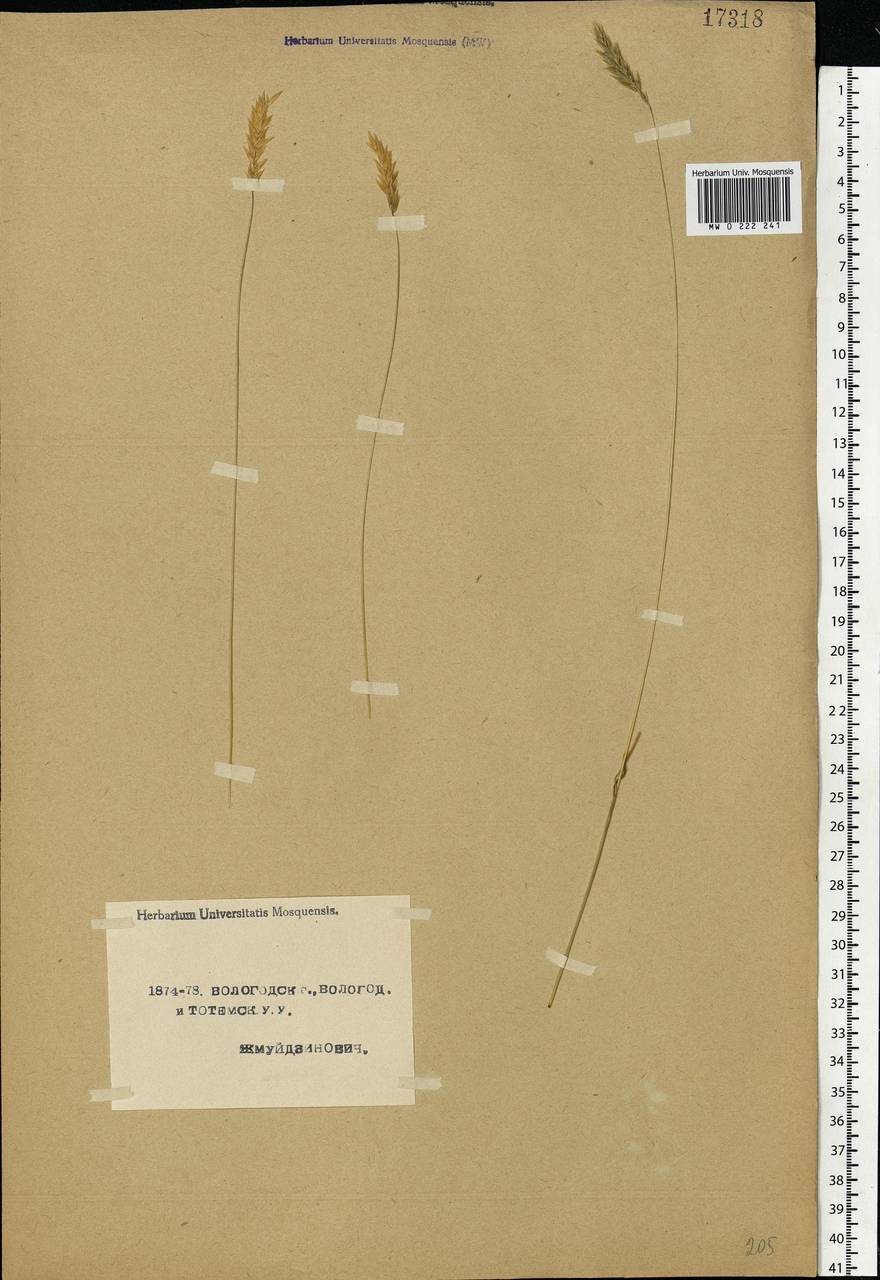 Anthoxanthum odoratum L., Eastern Europe, Northern region (E1) (Russia)
