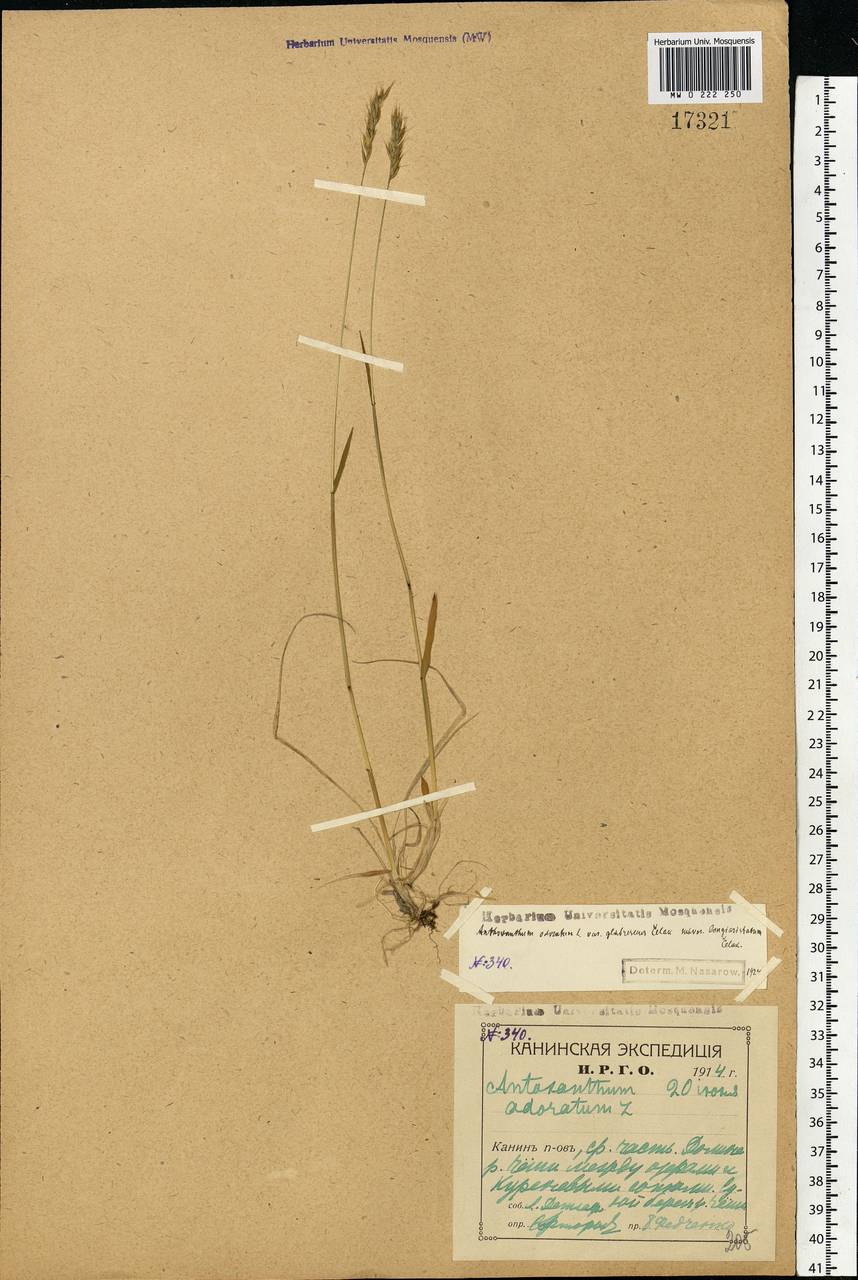 Anthoxanthum odoratum L., Eastern Europe, Northern region (E1) (Russia)