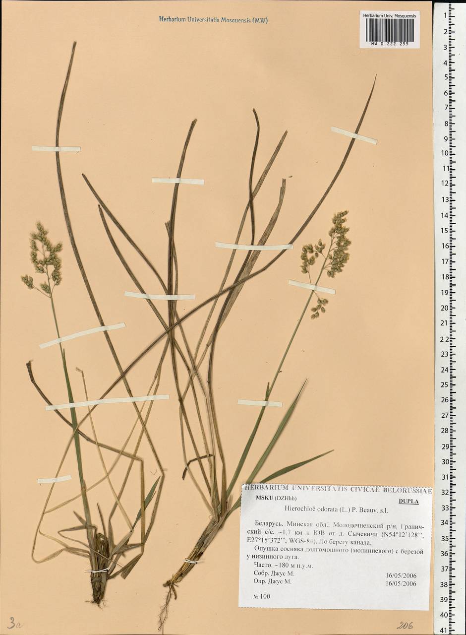 Anthoxanthum odoratum L., Eastern Europe, Belarus (E3a) (Belarus)