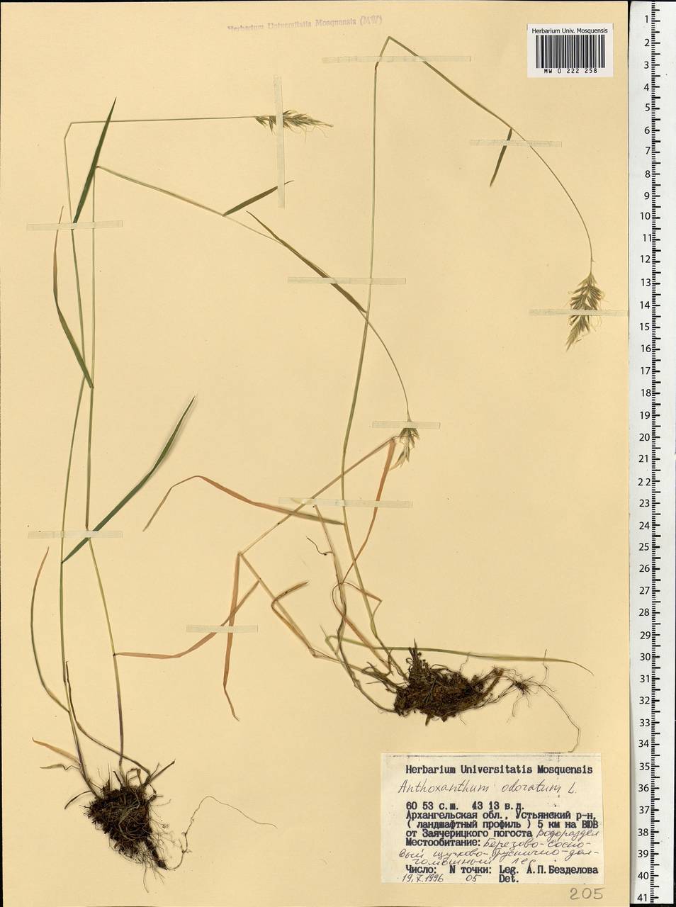 Anthoxanthum odoratum L., Eastern Europe, Northern region (E1) (Russia)