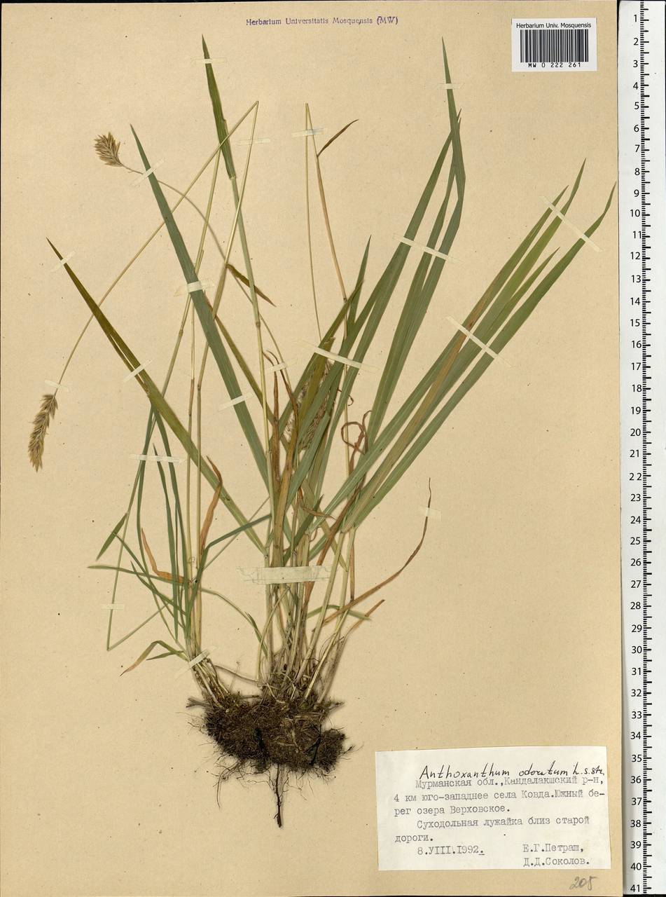 Anthoxanthum odoratum L., Eastern Europe, Northern region (E1) (Russia)