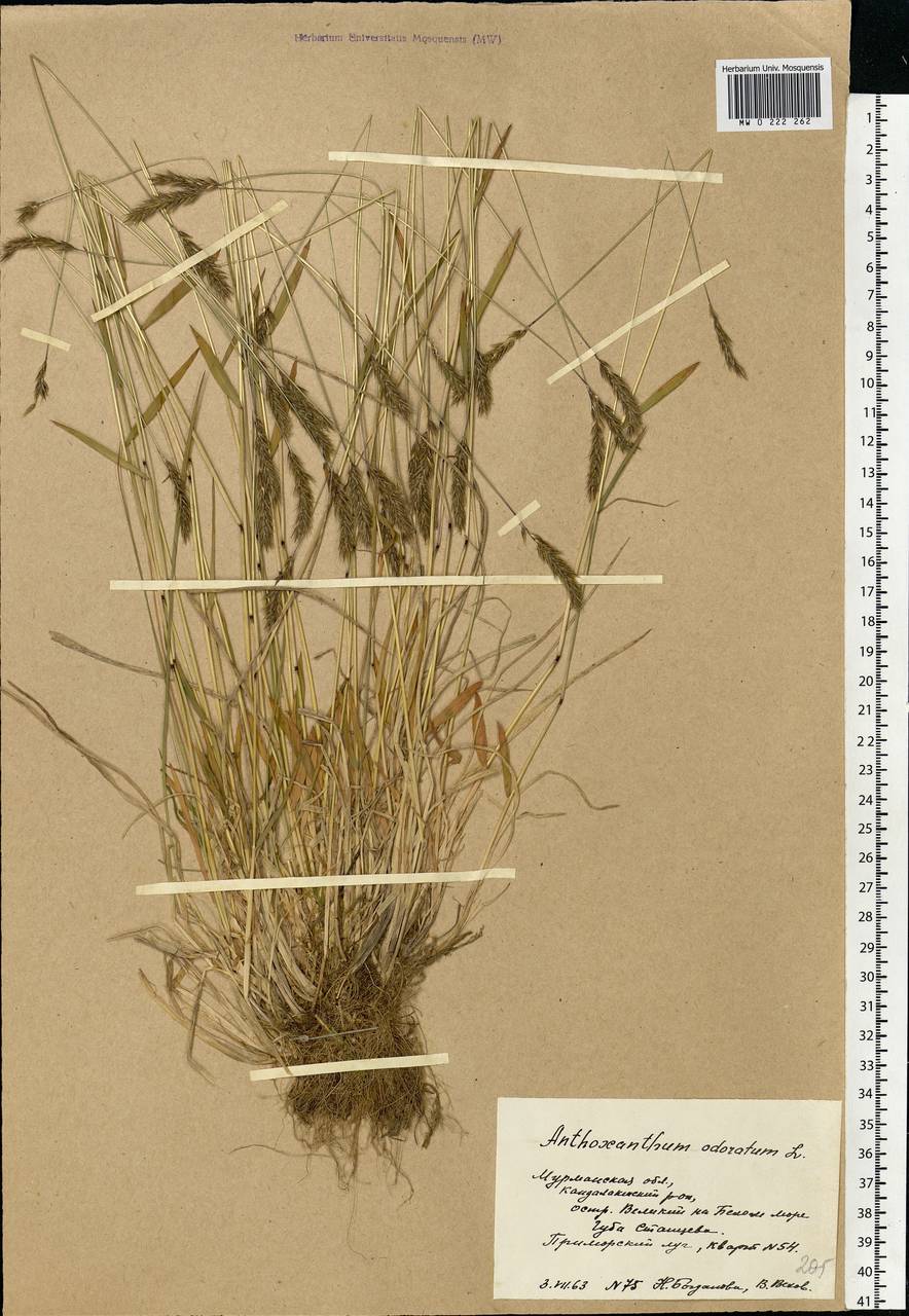 Anthoxanthum odoratum L., Eastern Europe, Northern region (E1) (Russia)