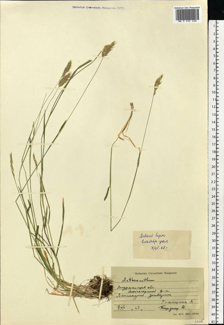 Anthoxanthum odoratum L., Eastern Europe, Northern region (E1) (Russia)