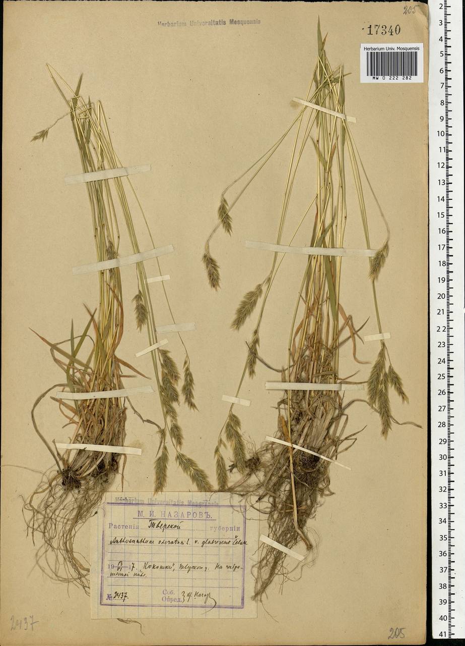 Anthoxanthum odoratum L., Eastern Europe, North-Western region (E2) (Russia)