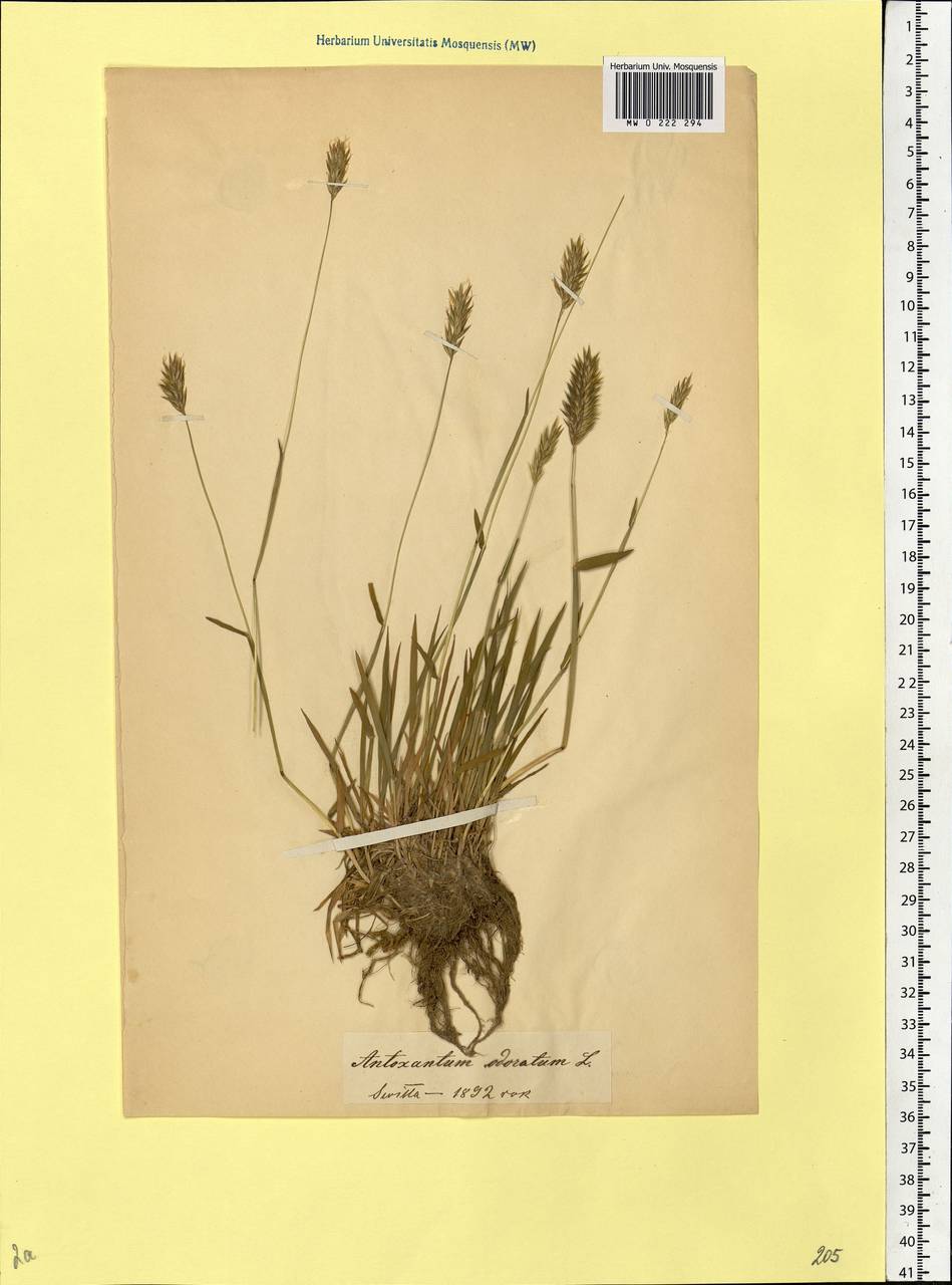 Anthoxanthum odoratum L., Eastern Europe, Belarus (E3a) (Belarus)