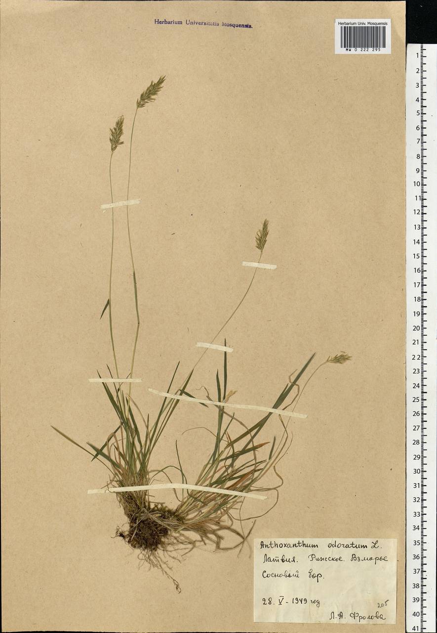 Anthoxanthum odoratum L., Eastern Europe, Latvia (E2b) (Latvia)