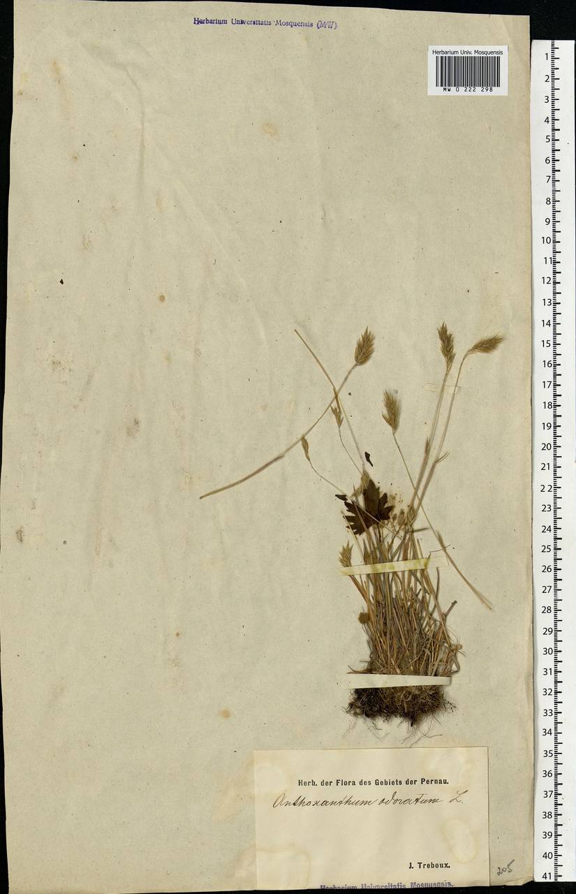 Anthoxanthum odoratum L., Eastern Europe, Estonia (E2c) (Estonia)