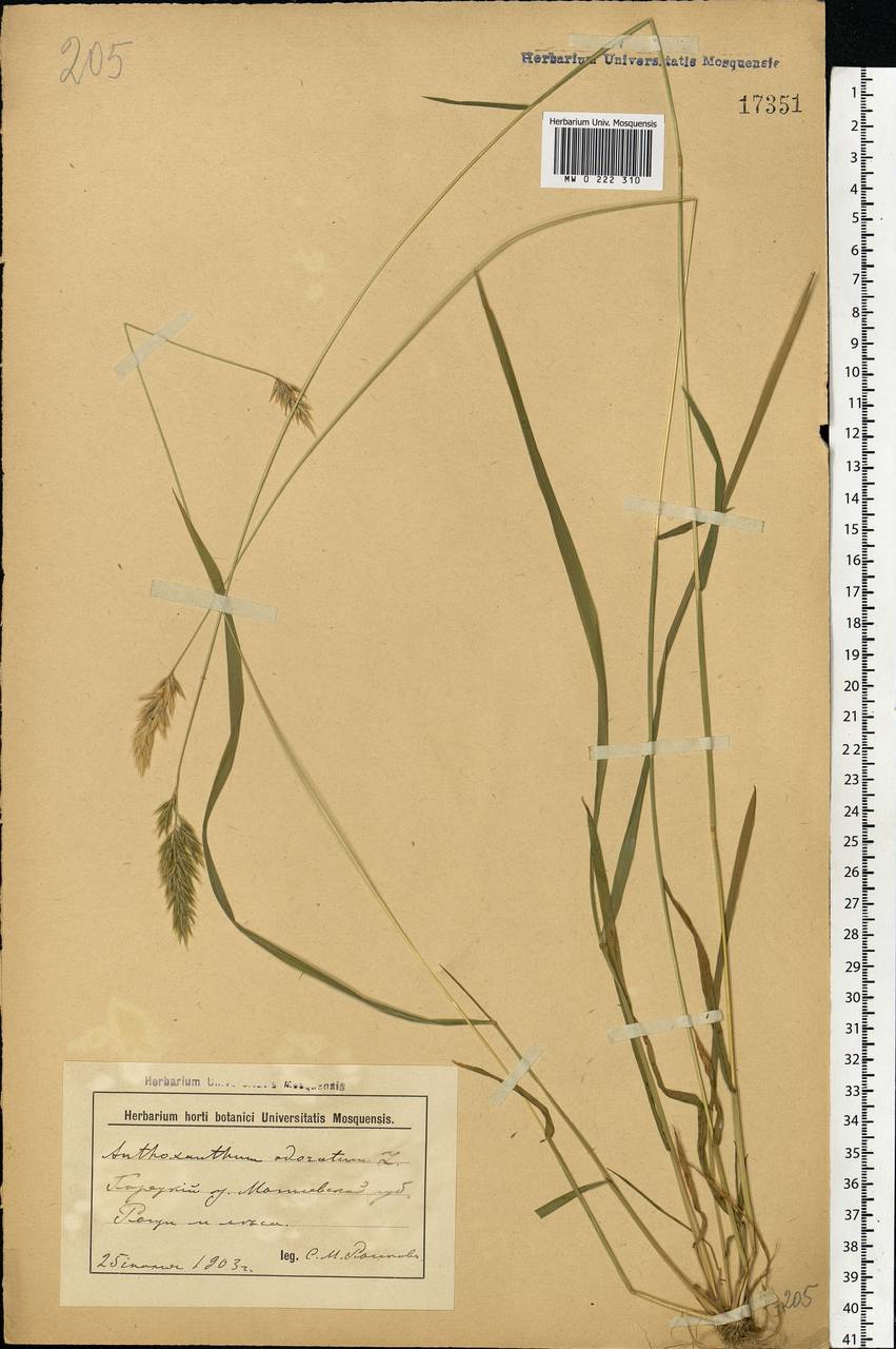 Anthoxanthum odoratum L., Eastern Europe, Belarus (E3a) (Belarus)