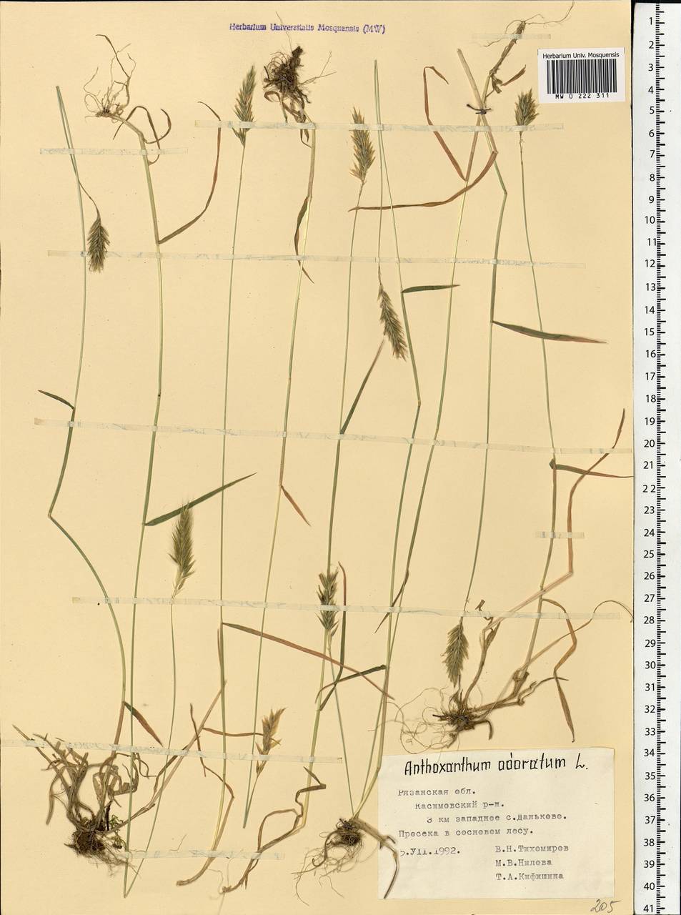 Anthoxanthum odoratum L., Eastern Europe, Central region (E4) (Russia)