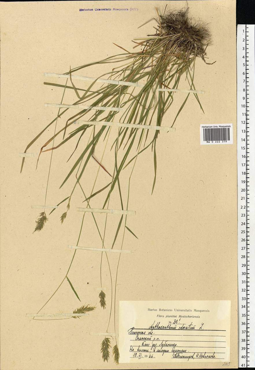 Anthoxanthum odoratum L., Eastern Europe, Central region (E4) (Russia)