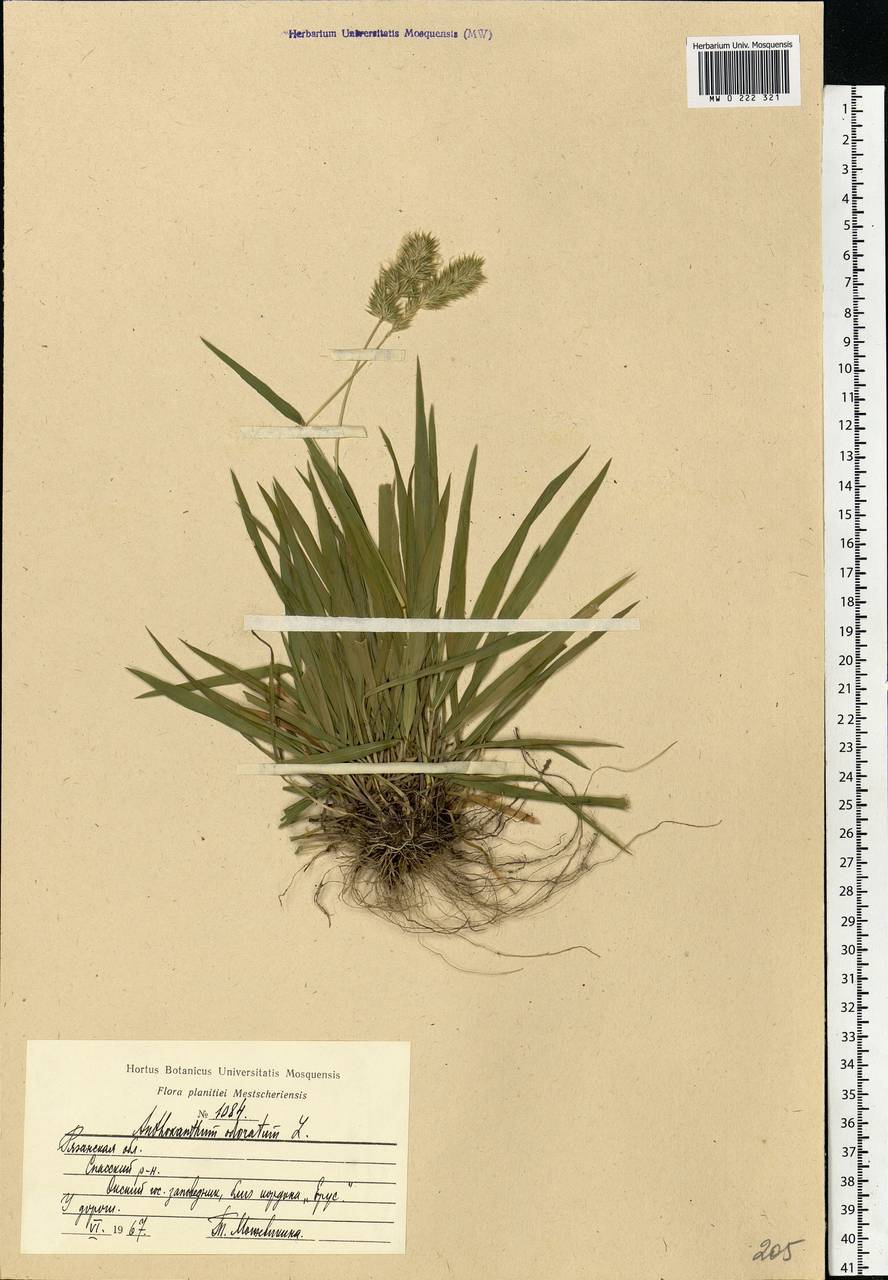 Anthoxanthum odoratum L., Eastern Europe, Central region (E4) (Russia)