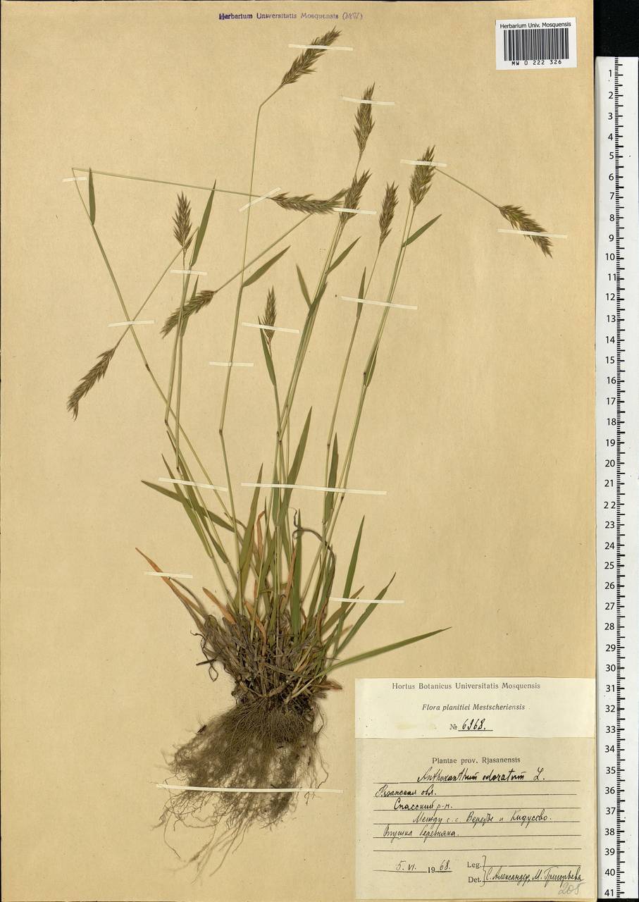 Anthoxanthum odoratum L., Eastern Europe, Central region (E4) (Russia)