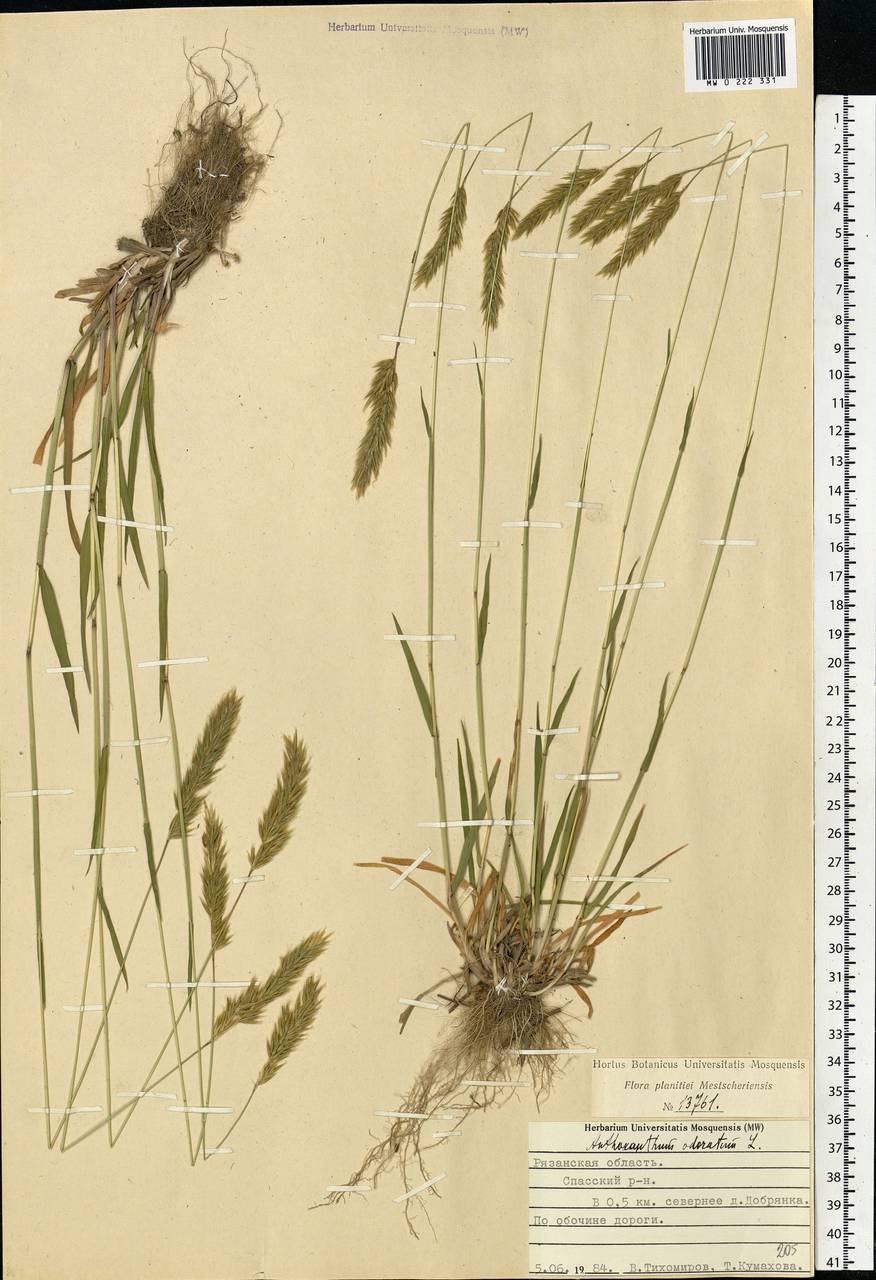 Anthoxanthum odoratum L., Eastern Europe, Central region (E4) (Russia)