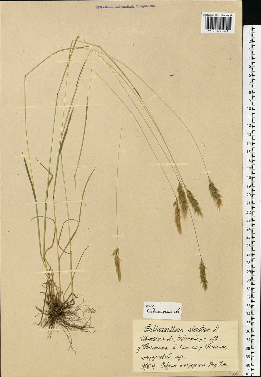 Anthoxanthum odoratum L., Eastern Europe, Central region (E4) (Russia)