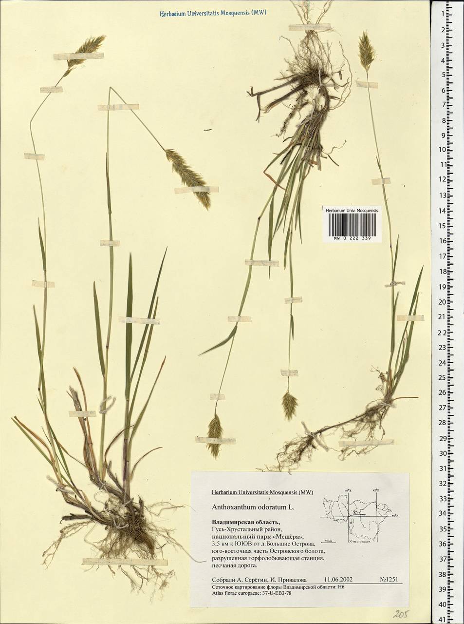 Anthoxanthum odoratum L., Eastern Europe, Central region (E4) (Russia)