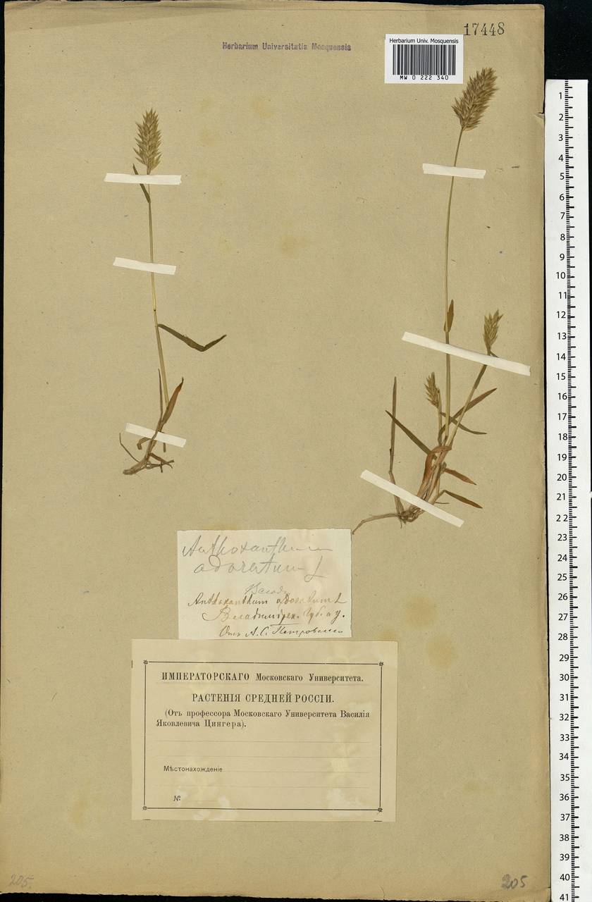 Anthoxanthum odoratum L., Eastern Europe, Central region (E4) (Russia)