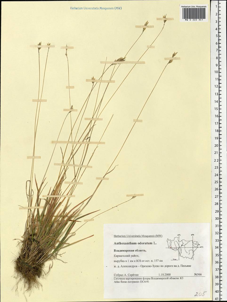 Anthoxanthum odoratum L., Eastern Europe, Central region (E4) (Russia)