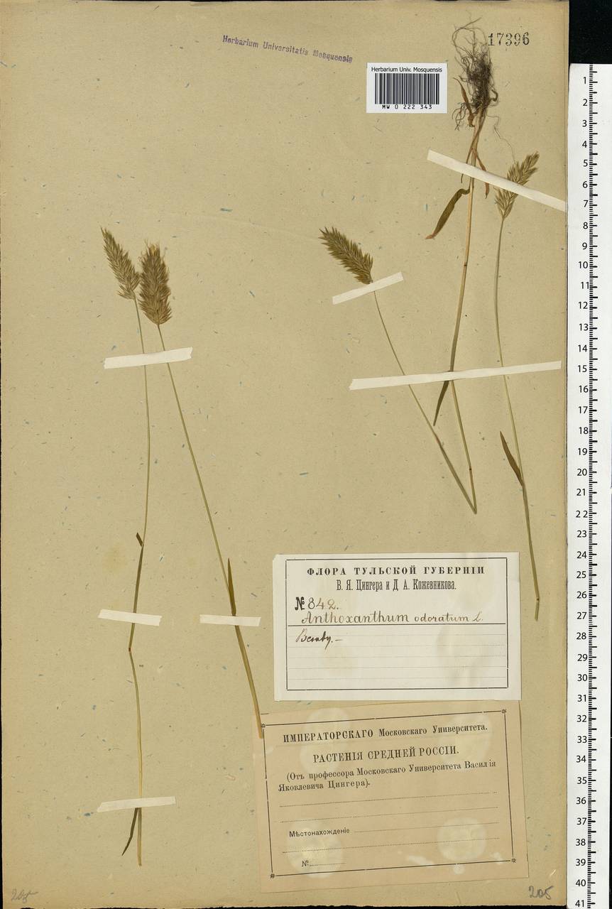 Anthoxanthum odoratum L., Eastern Europe, Central region (E4) (Russia)