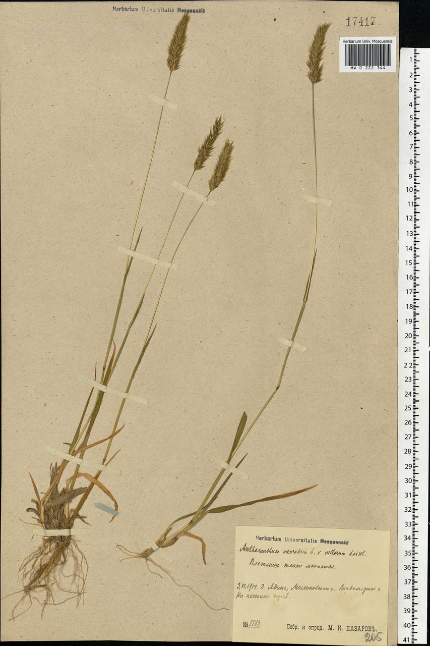 Anthoxanthum odoratum L., Eastern Europe, Central region (E4) (Russia)