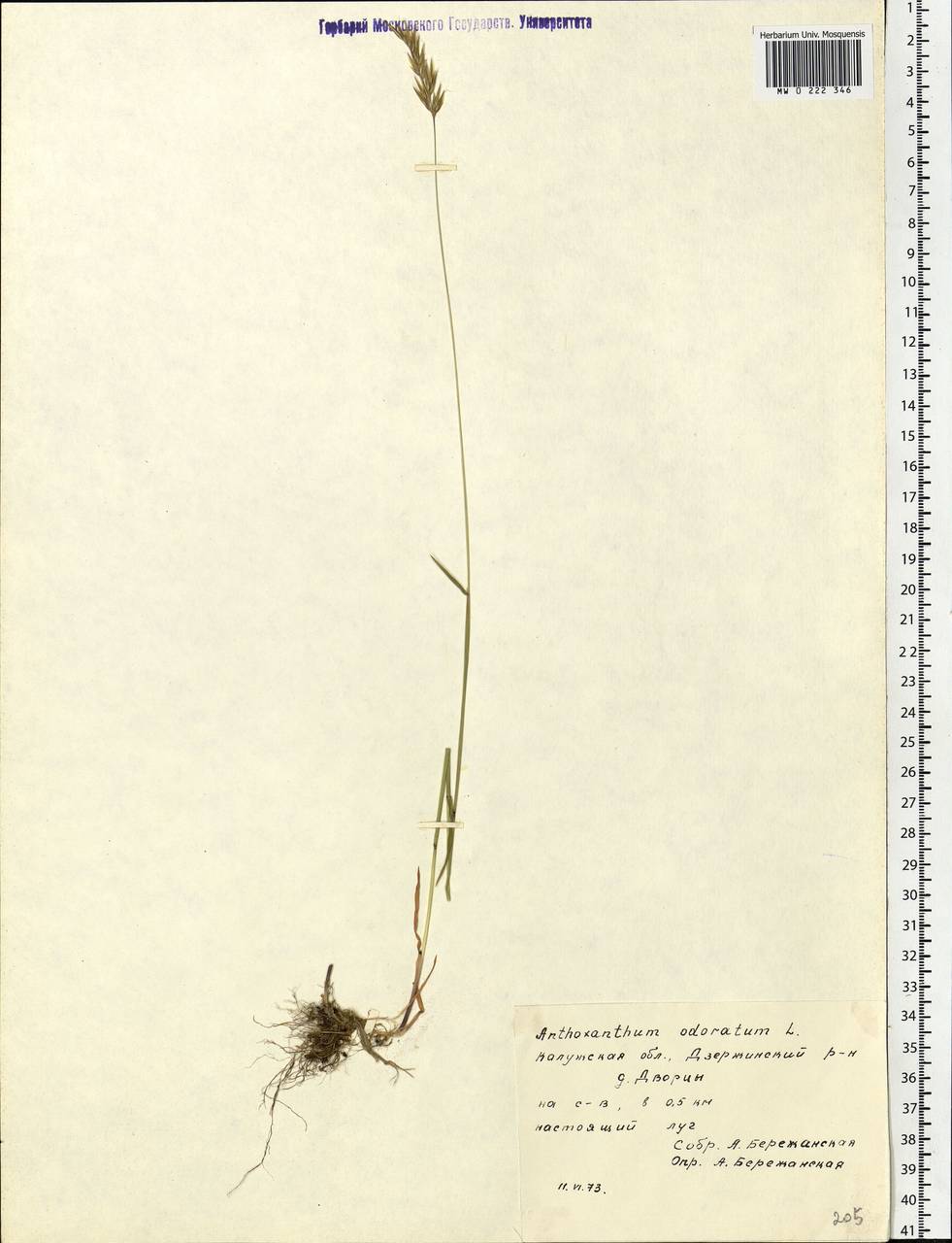 Anthoxanthum odoratum L., Eastern Europe, Central region (E4) (Russia)
