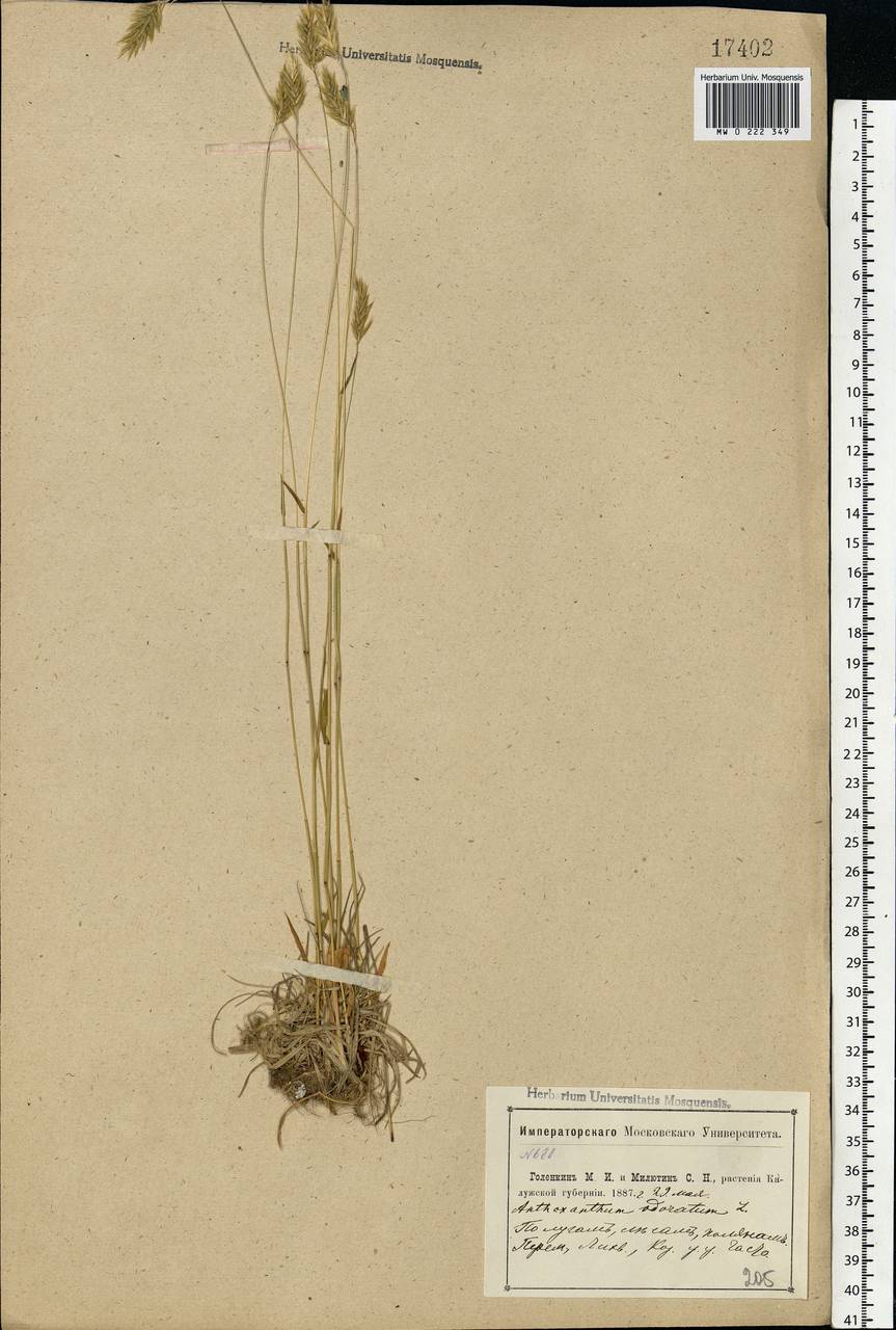 Anthoxanthum odoratum L., Eastern Europe, Central region (E4) (Russia)