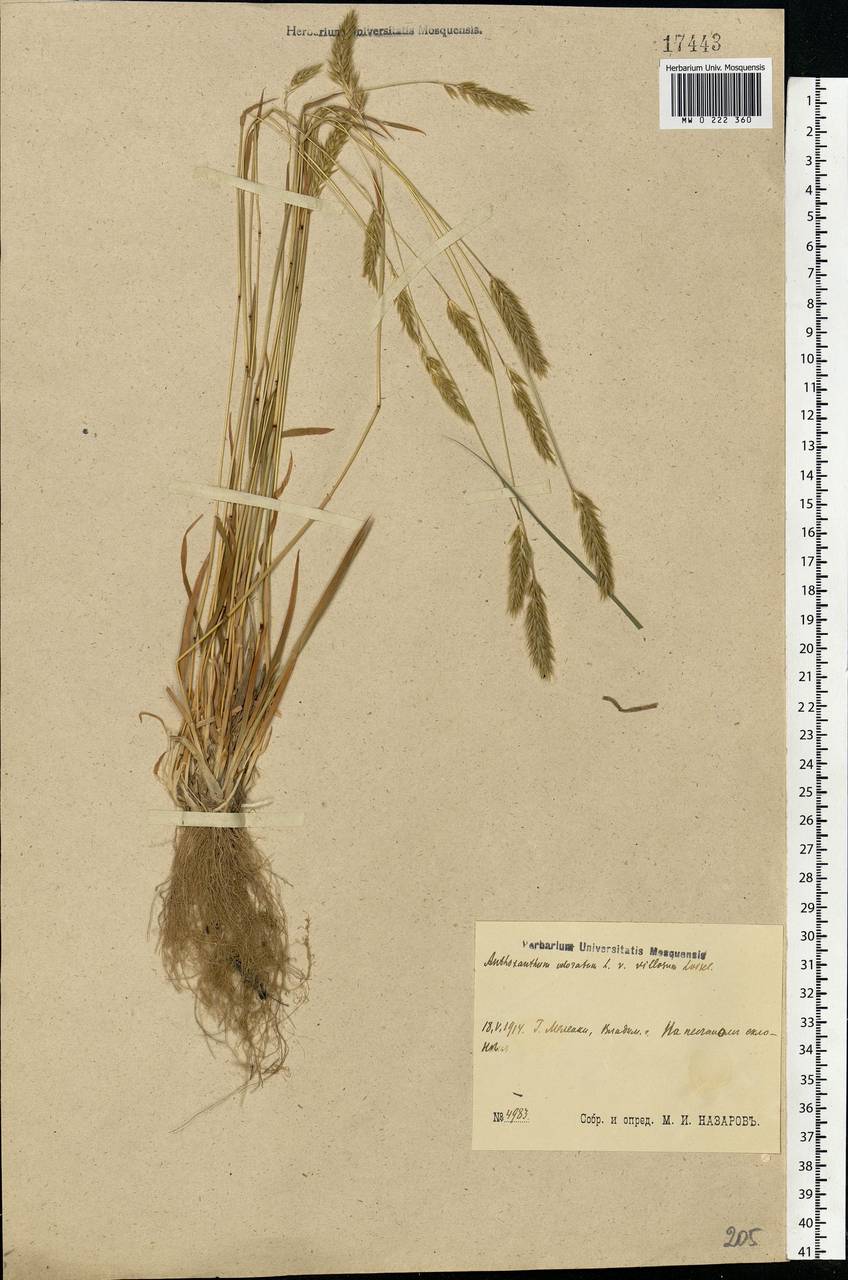 Anthoxanthum odoratum L., Eastern Europe, Central region (E4) (Russia)