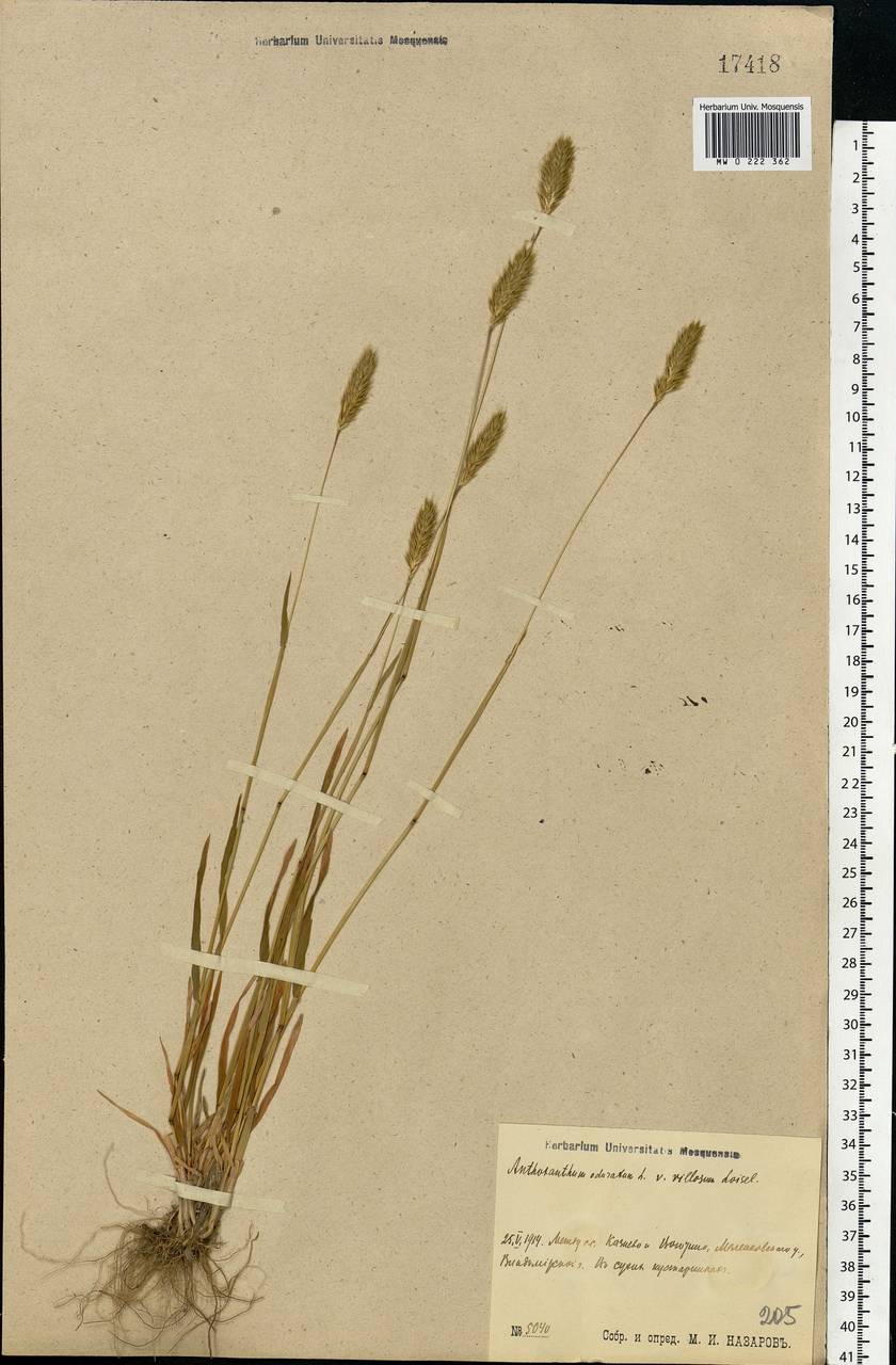 Anthoxanthum odoratum L., Eastern Europe, Central region (E4) (Russia)