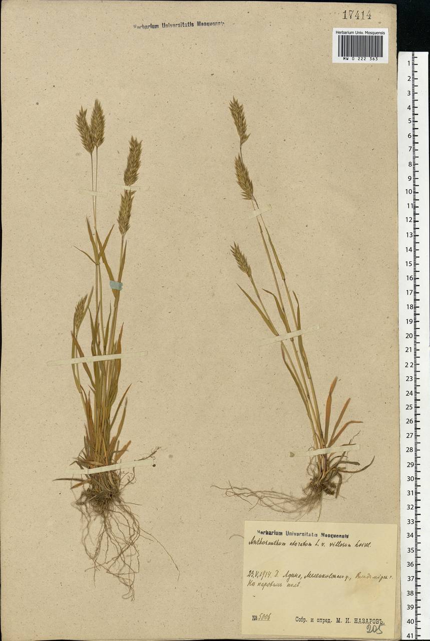 Anthoxanthum odoratum L., Eastern Europe, Central region (E4) (Russia)