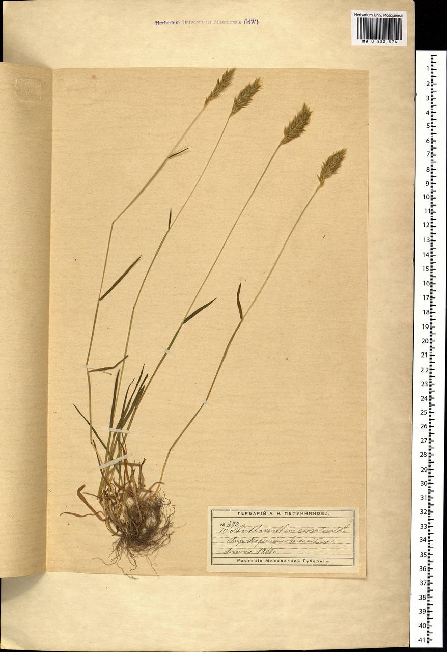 Anthoxanthum odoratum L., Eastern Europe, Moscow region (E4a) (Russia)