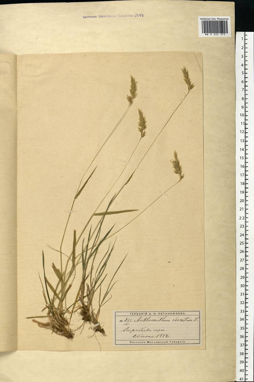 Anthoxanthum odoratum L., Eastern Europe, Moscow region (E4a) (Russia)