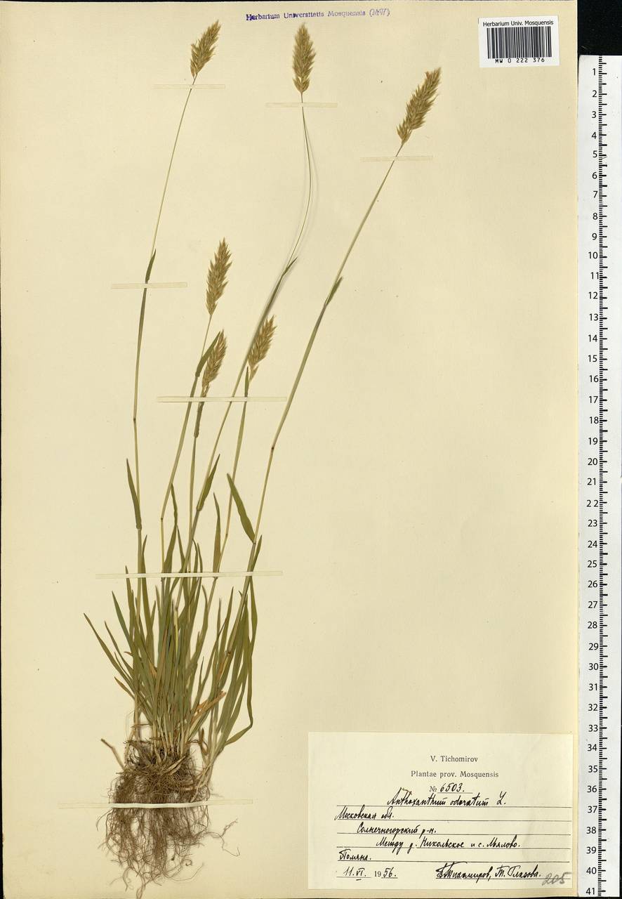 Anthoxanthum odoratum L., Eastern Europe, Moscow region (E4a) (Russia)