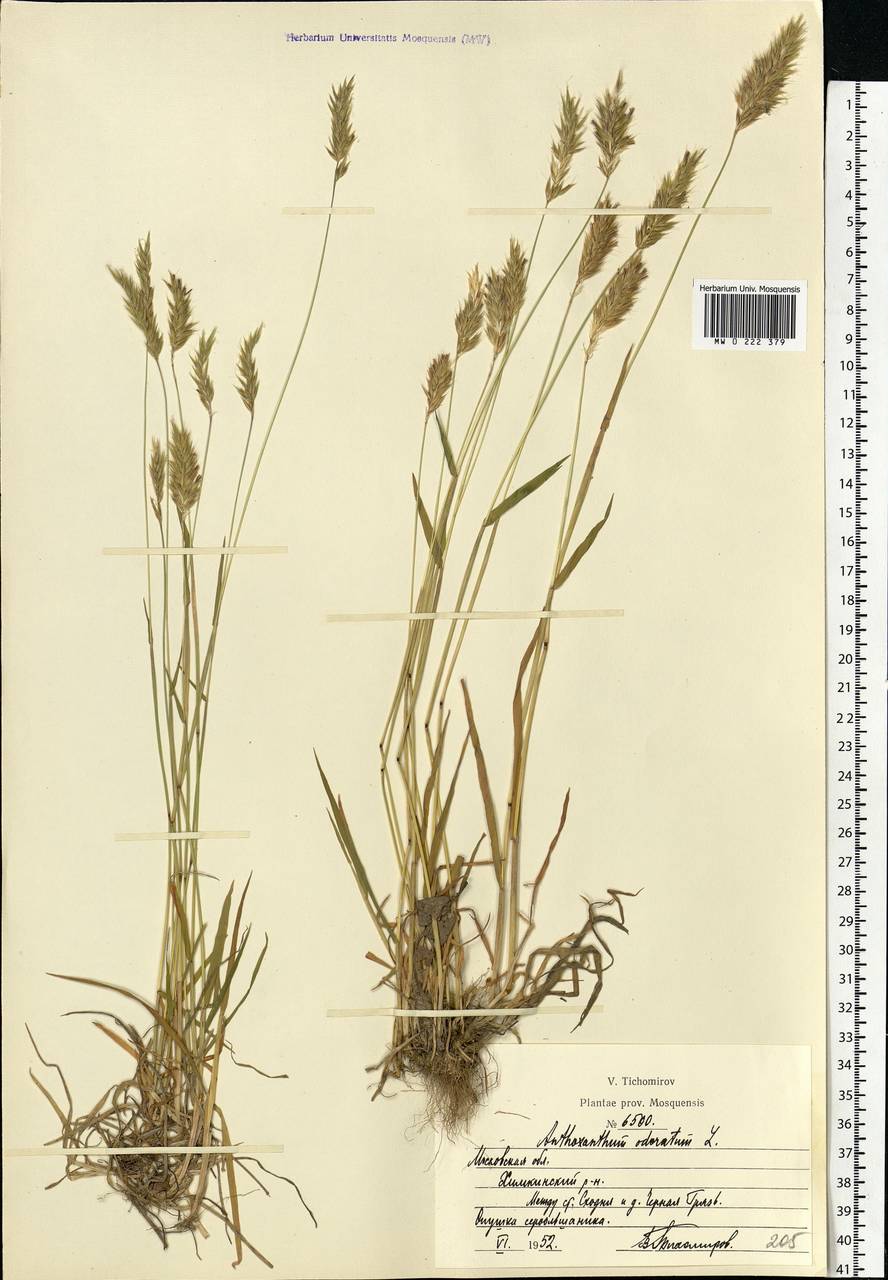 Anthoxanthum odoratum L., Eastern Europe, Moscow region (E4a) (Russia)