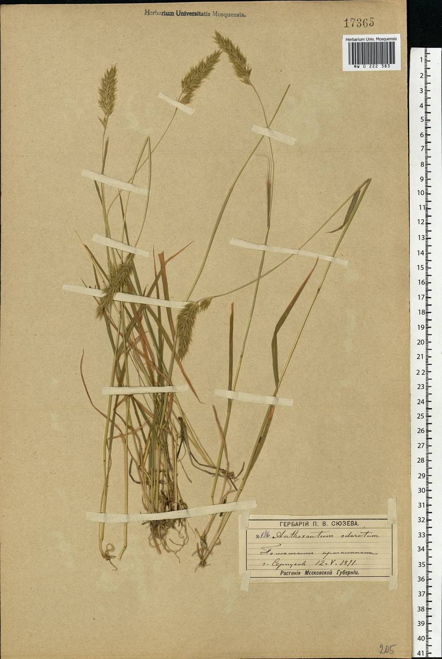 Anthoxanthum odoratum L., Eastern Europe, Moscow region (E4a) (Russia)