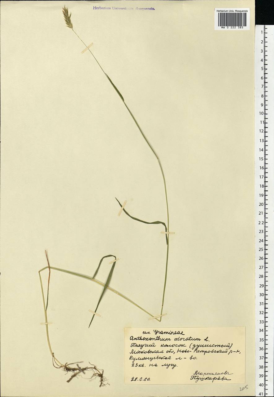 Anthoxanthum odoratum L., Eastern Europe, Moscow region (E4a) (Russia)