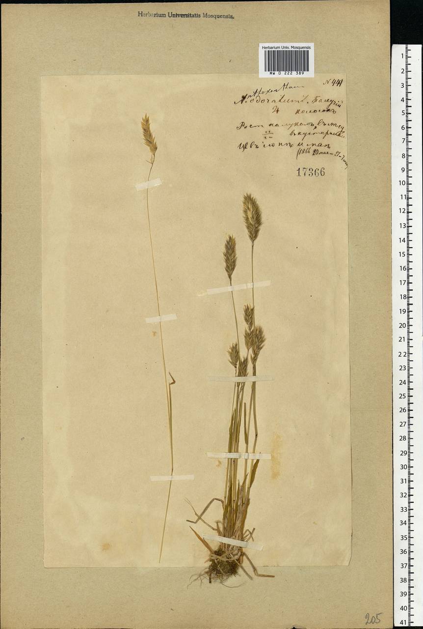 Anthoxanthum odoratum L., Eastern Europe, Moscow region (E4a) (Russia)
