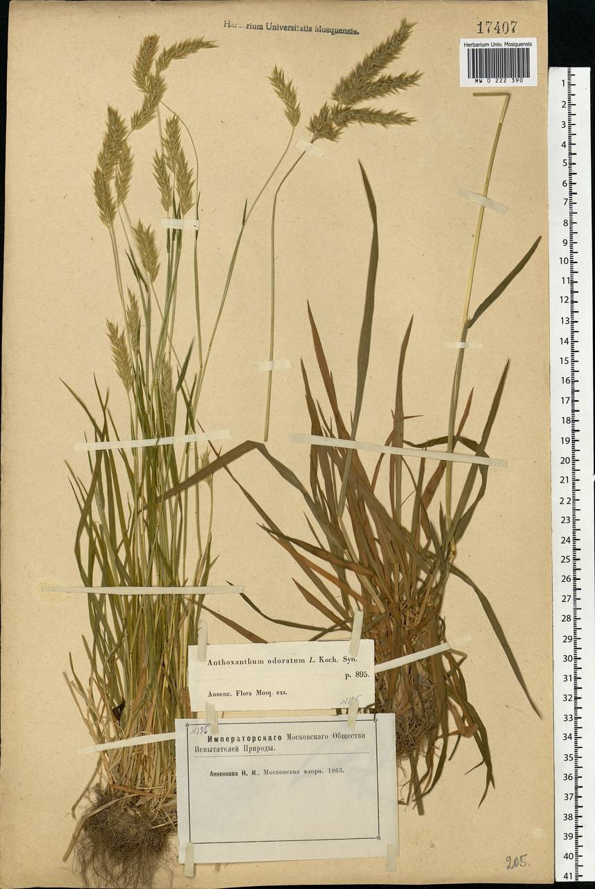 Anthoxanthum odoratum L., Eastern Europe, Moscow region (E4a) (Russia)