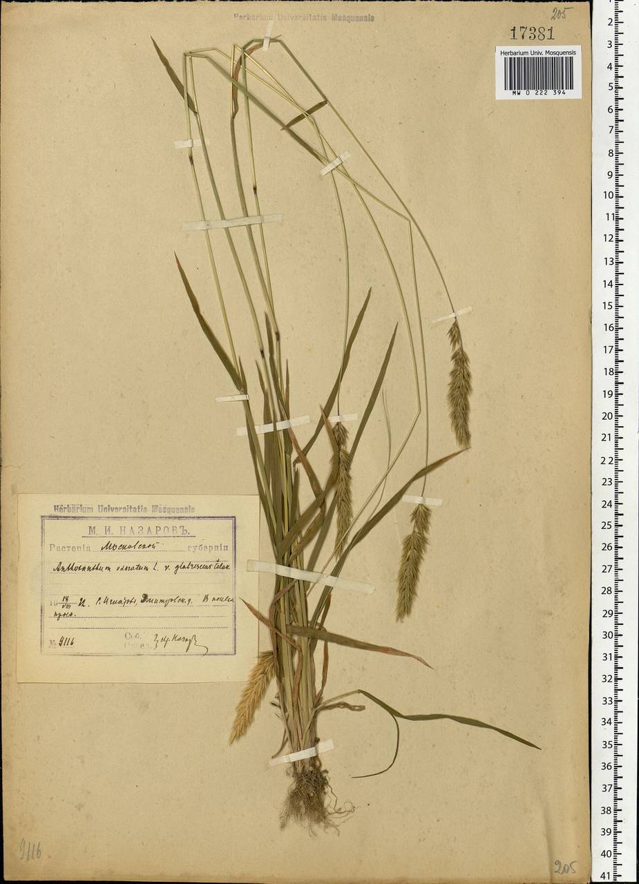 Anthoxanthum odoratum L., Eastern Europe, Moscow region (E4a) (Russia)