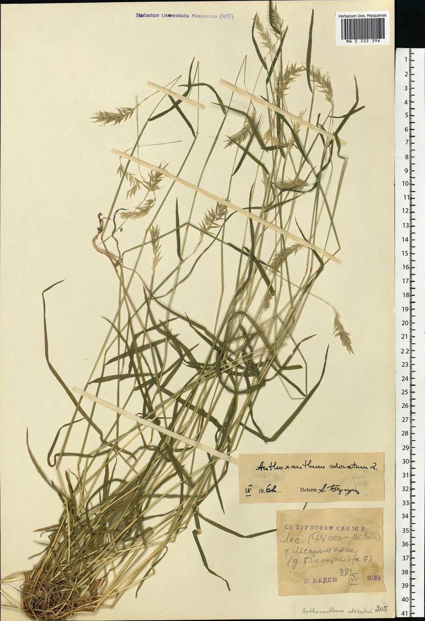 Anthoxanthum odoratum L., Eastern Europe, Moscow region (E4a) (Russia)