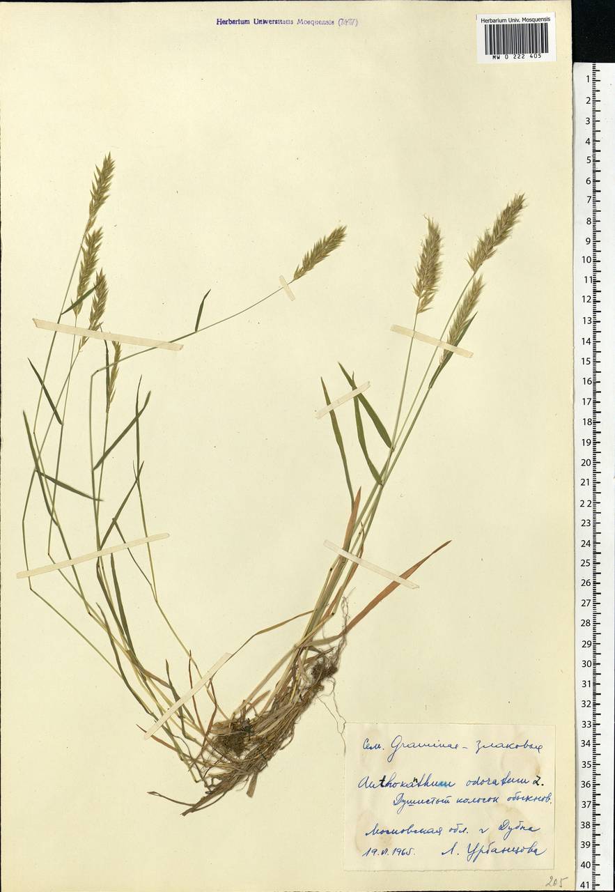 Anthoxanthum odoratum L., Eastern Europe, Moscow region (E4a) (Russia)