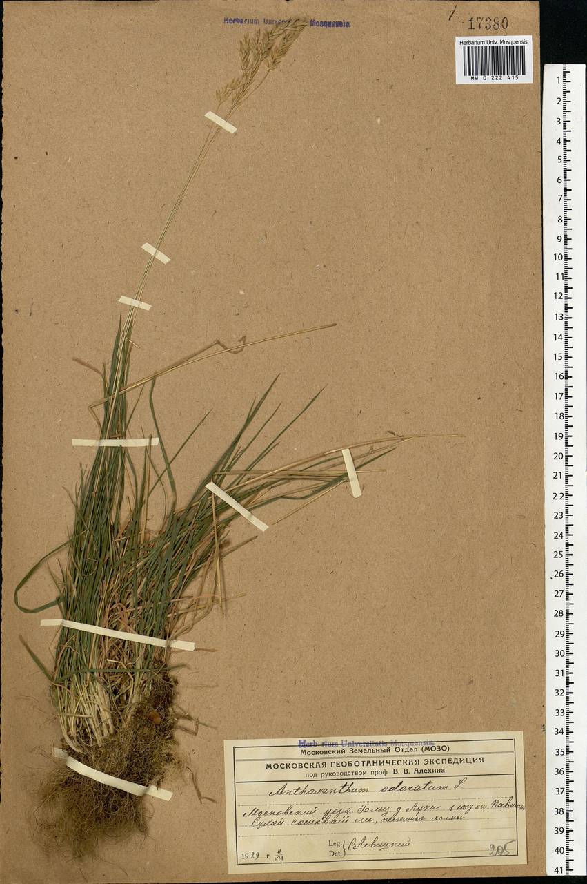 Anthoxanthum odoratum L., Eastern Europe, Moscow region (E4a) (Russia)