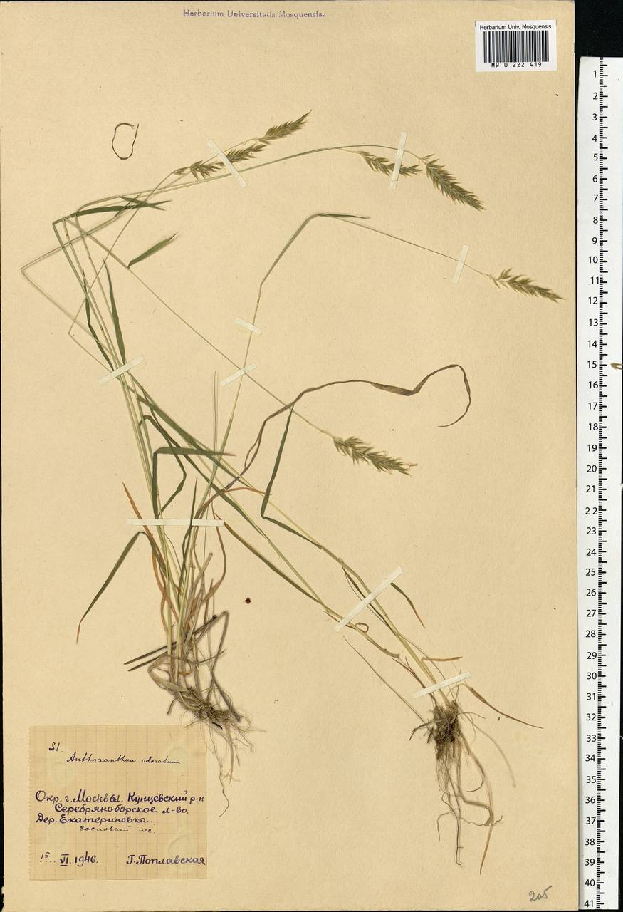 Anthoxanthum odoratum L., Eastern Europe, Moscow region (E4a) (Russia)