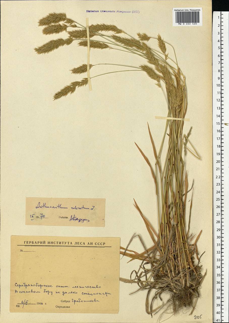 Anthoxanthum odoratum L., Eastern Europe, Moscow region (E4a) (Russia)