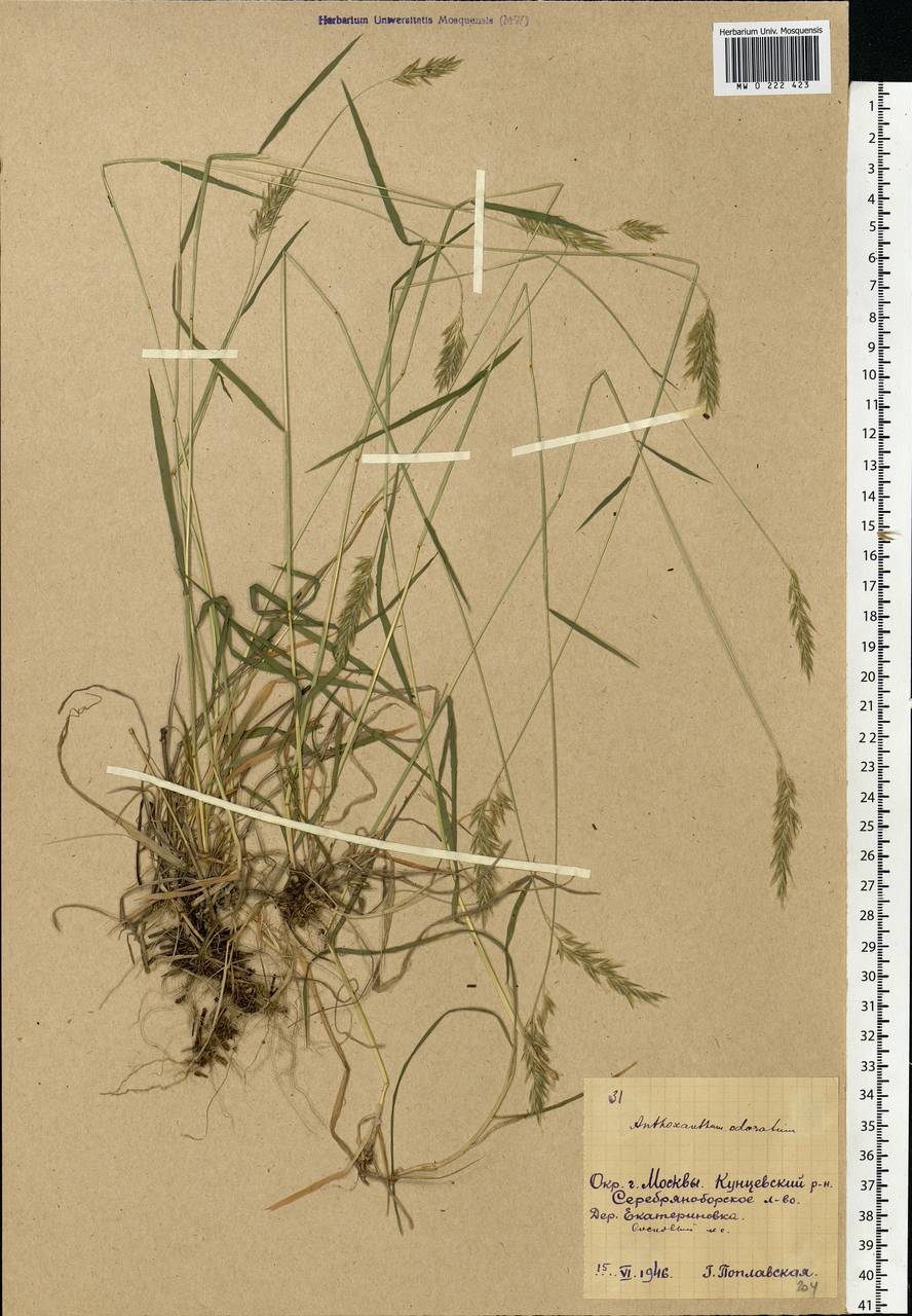 Anthoxanthum odoratum L., Eastern Europe, Moscow region (E4a) (Russia)