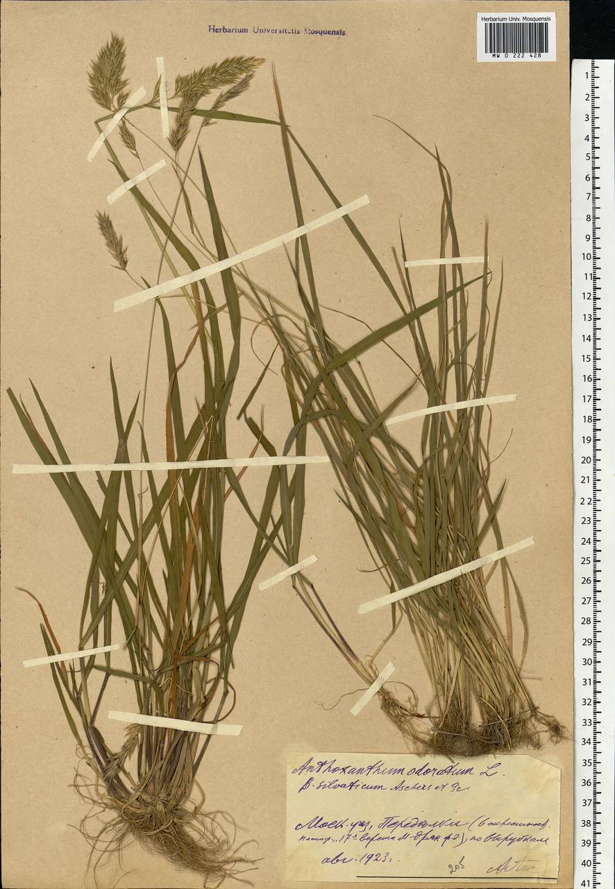 Anthoxanthum odoratum L., Eastern Europe, Moscow region (E4a) (Russia)
