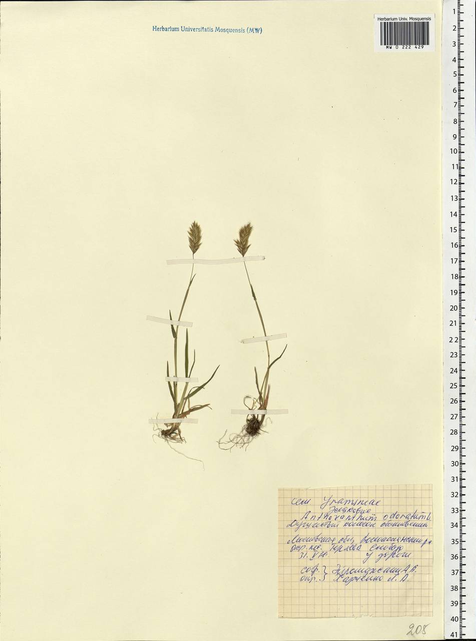 Anthoxanthum odoratum L., Eastern Europe, Moscow region (E4a) (Russia)