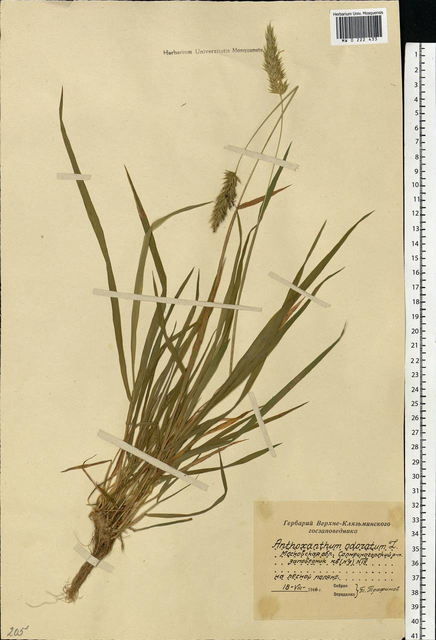 Anthoxanthum odoratum L., Eastern Europe, Moscow region (E4a) (Russia)