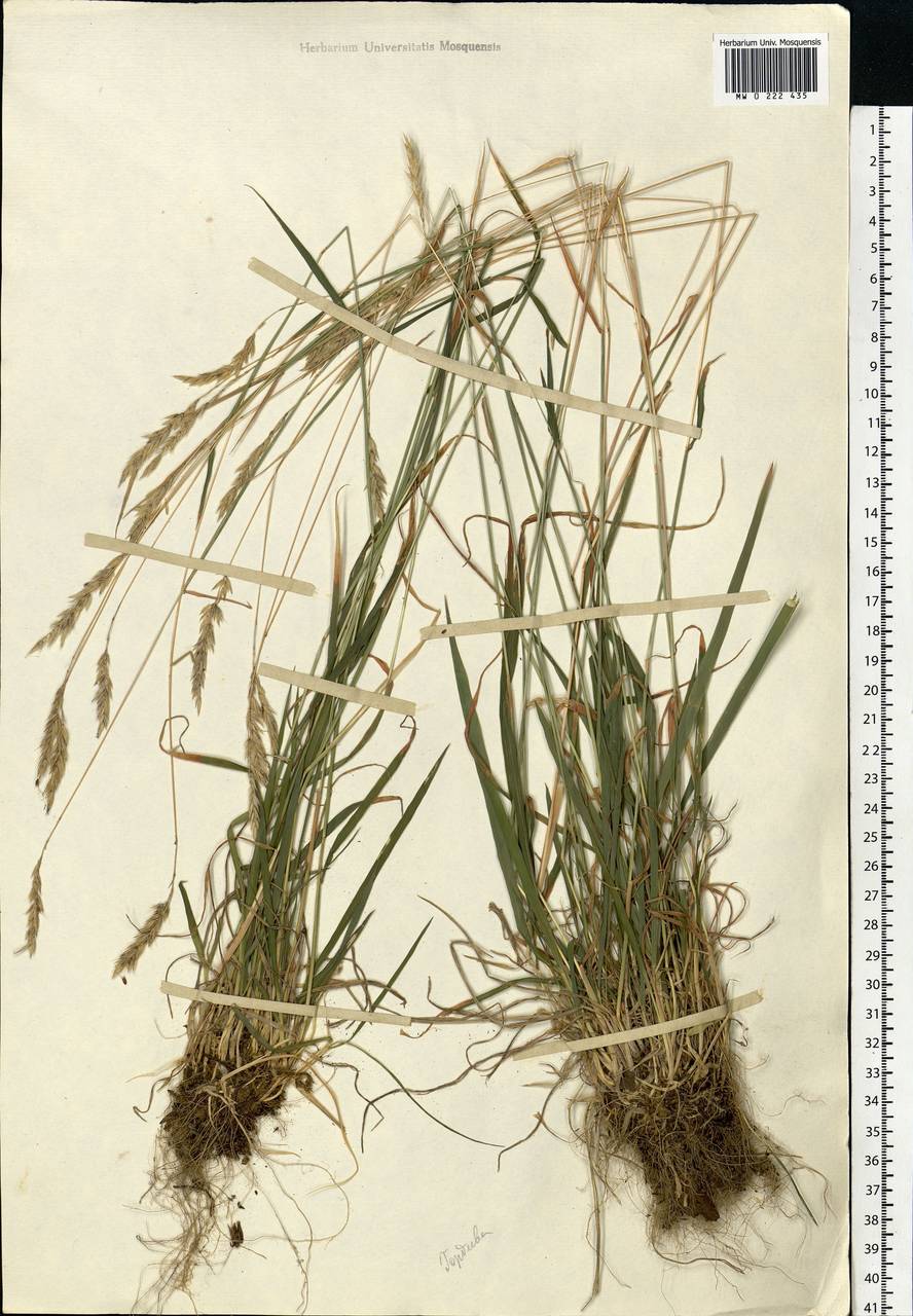 Anthoxanthum odoratum L., Eastern Europe, Moscow region (E4a) (Russia)