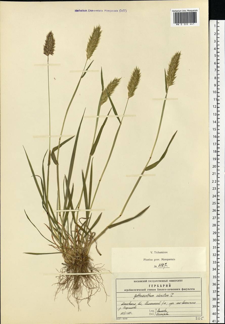 Anthoxanthum odoratum L., Eastern Europe, Moscow region (E4a) (Russia)