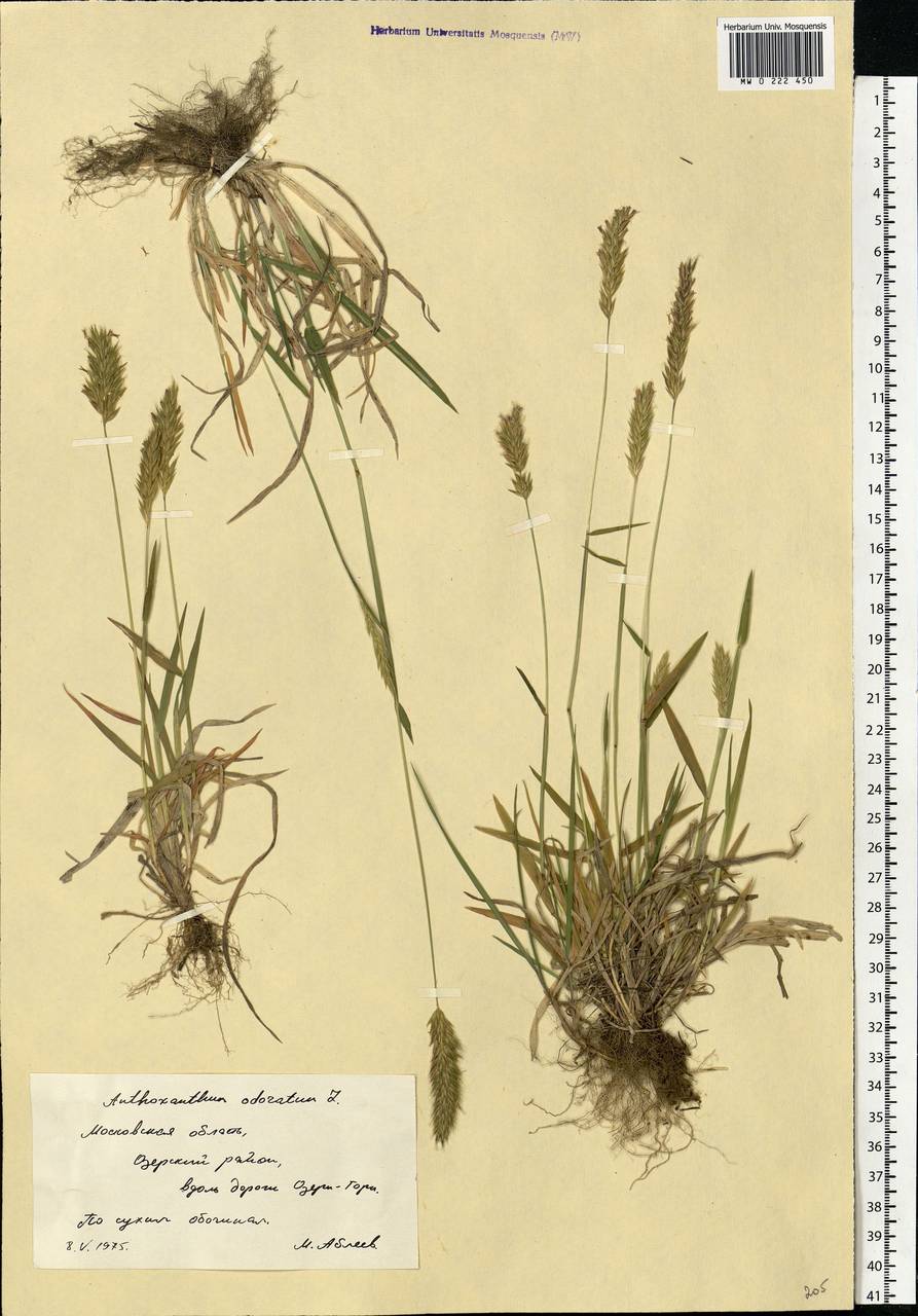 Anthoxanthum odoratum L., Eastern Europe, Moscow region (E4a) (Russia)