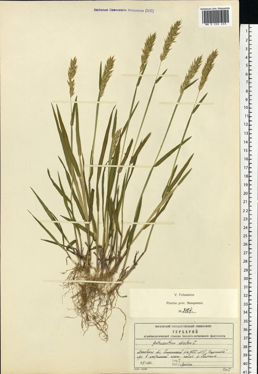 Anthoxanthum odoratum L., Eastern Europe, Moscow region (E4a) (Russia)